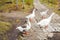 White geese with orange beaks in the park walk in search of food