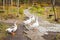 White geese with orange beaks in the park walk in search of food