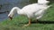 White geese plucking fresh green grass