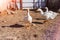 White geese. Poultry farm. Beautiful white geese in rays of bright sun.