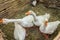 White geese. Poultry farm. Village farming