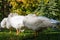 White Geese resting while standing on green grass