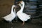 White geese standing in a cowshed