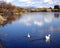 White Geese swim out onto a calm peaceful lake