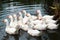 White geese swim in a pond