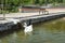 White geese swim in a pond in a Korean park