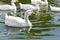 White geese swim in river