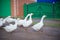 White geese in the village