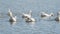 White geese in the village pond dive into the water