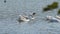 White geese in the village pond dive into the water