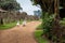 White geese walk along a farm track in the highlands around Nairobi, Kenya