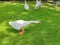 White geese walk in the green grass.