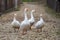 White geese walking