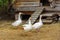 White geese are walking around their wooden house.