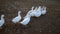 White geese walking outdoors