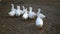 White geese walking outdoors