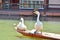 White geese on wooden boat in the pond