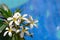 White gentle beautiful blossoms of the Plumeria Obtusa or Frangipani tropical bush with bright blue in the blurred background