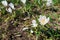 White gentle crocus flowers growing in spring on the ground