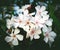 White gentle flowers of oleander nerium tree close up