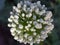 White gentle inflorescence