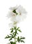 White geranium