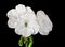 White Geranium