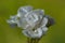 White Geranium Flower on Green