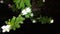 White Geranium flowers after being splashed with rainwater at night