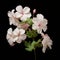 White Geranium Flowers On Black Background: A Tribute To Adele\\\'s Neoclassicism