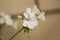 White geranium flowers on branch