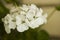 White geranium flowers on branch