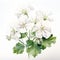 White Geranium Watercolor Painting For Desktop