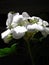white geraniums blooming in the light