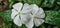 White geraniums flower after rain