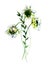 White Gerber flowers,