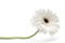 White gerbera