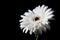 White gerbera on black