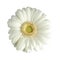 White gerbera daisy isolated