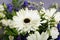 White gerbera flower in floristic arrangement.