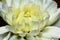 White gerbera flower on macro for backgrounds