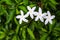 White gerdenia crape jasmine flower or gerdenia crape jasmine blooming top view in nature garden,outdoor background