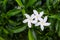 White gerdenia crape jasmine flower or gerdenia crape jasmine blooming top view in nature garden ,outdoor background