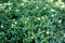 White Gerdenia Crape Jasmine flowers