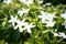 White Gerdenia Crape Jasmine flowers