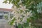 White Gerdenia Crape Jasmine tree