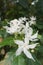 White Gerdenia Crape Jasmine tree