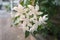 White Gerdenia Crape Jasmine tree