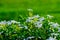 White Gerdenia Crape Jasmine, white flowers