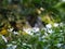 White Gerdenia Crape Jasmine, white flowers under natural sunlight